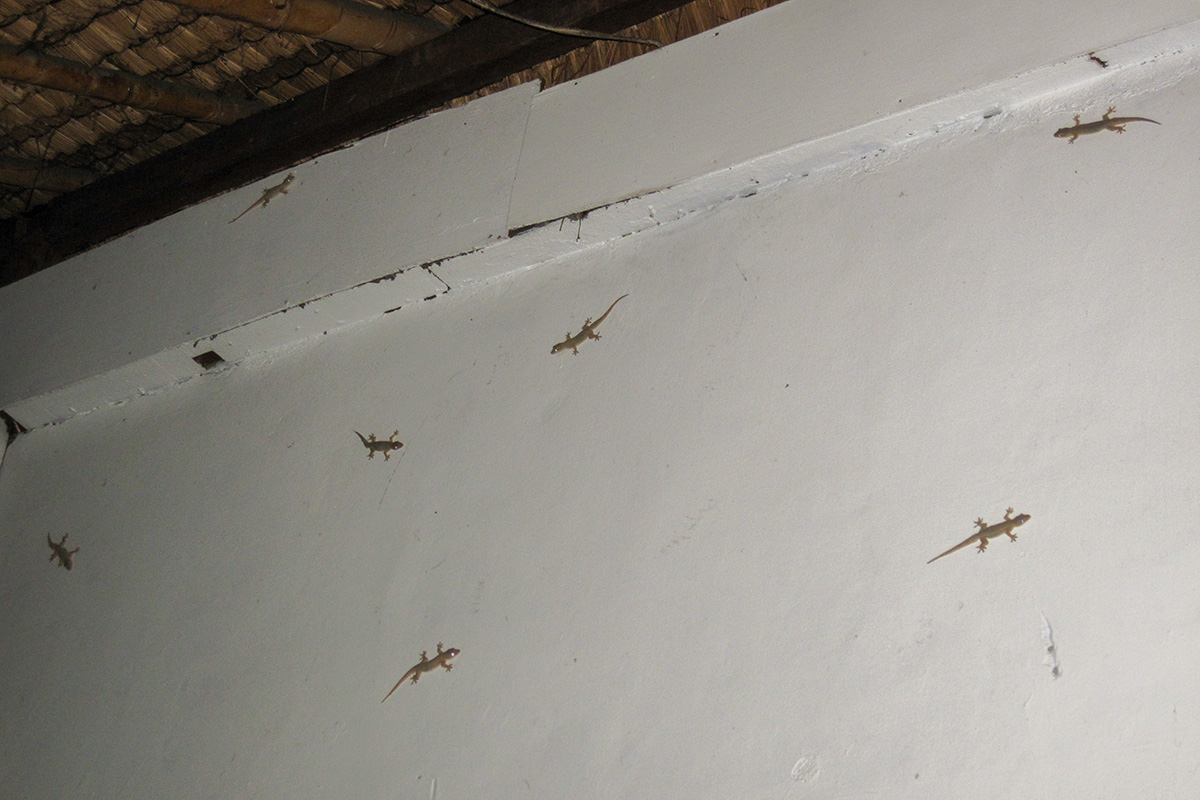 kamandalu-ubud-resort-geckos