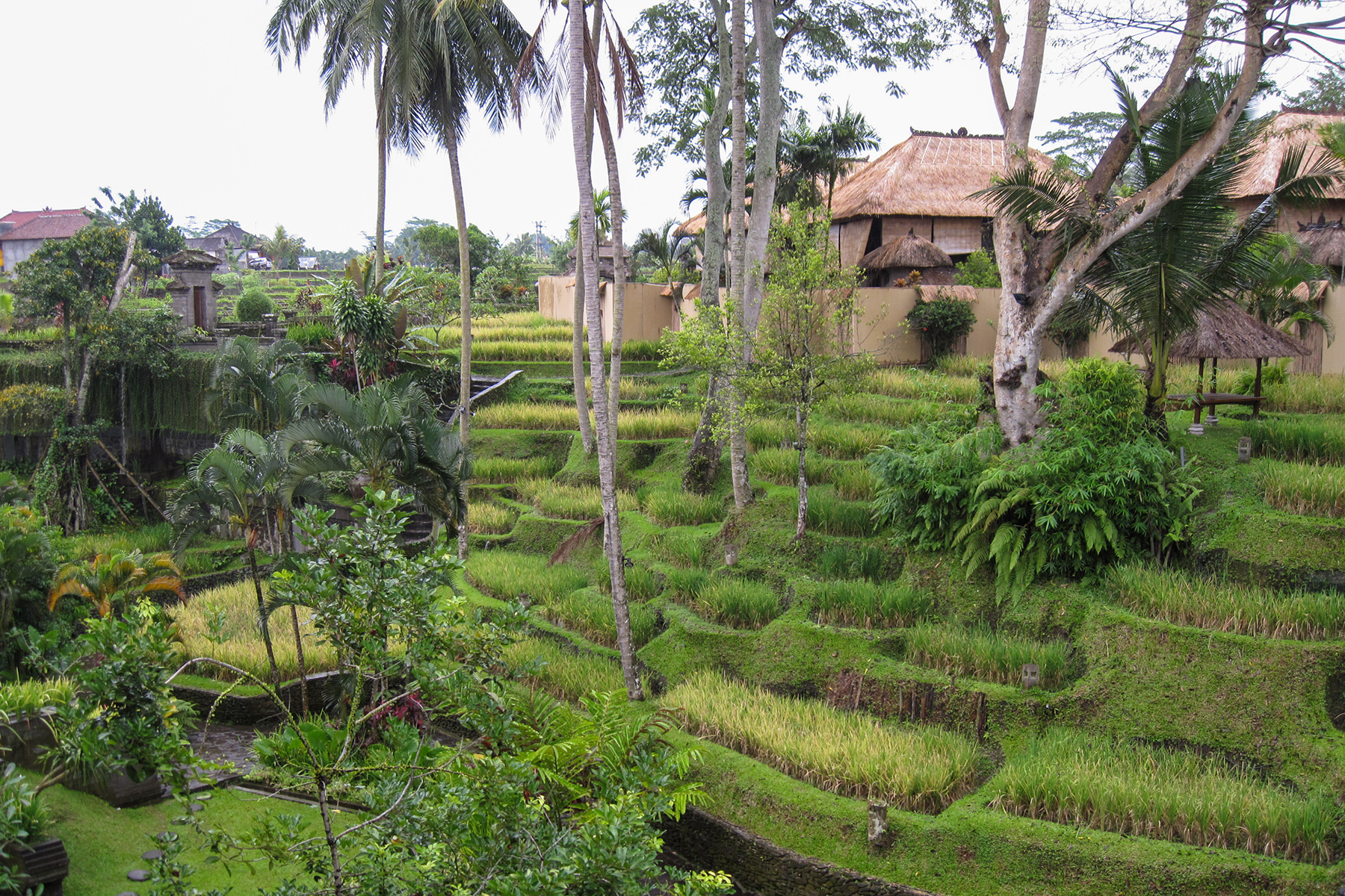 kamandalu-ubud-resort-rice-terrace